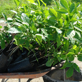 Por iniciar el Programa de Reforestación 2013