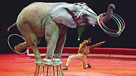 Galicia. La ‘Ley de Protección Animal’ incluirá el veto de fauna silvestre en circos