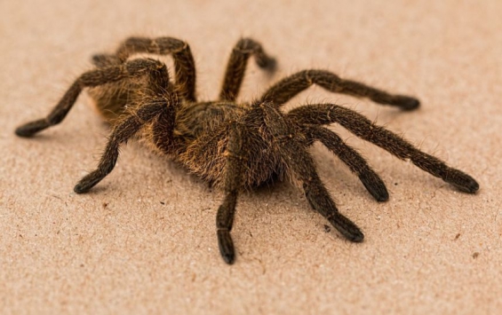 14 nuevas especies de tarántulas descubiertas