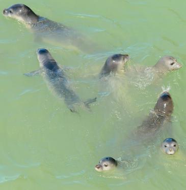 La población de foca monje de la costa de Mauritania se está recuperando