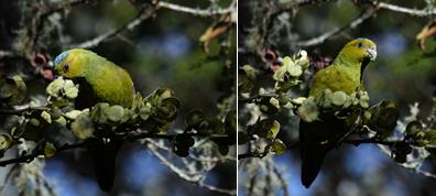 Nueva Reserva en defensa del loro coroniazul