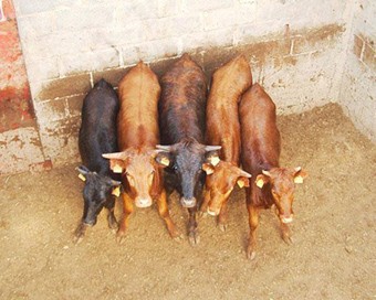 El Patronato de festejos de Monzón (Huesca) aprueba la realización de vaquillas