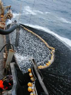 La UE antepone los intereses del sector pesquero a la recuperación de los recursos