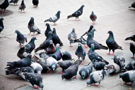 Hay alternativas al exterminio de las palomas urbanas