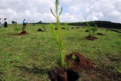 Capacitan SEMARNAT y CONAFOR para mejorar el manejo sustentable en los bosques