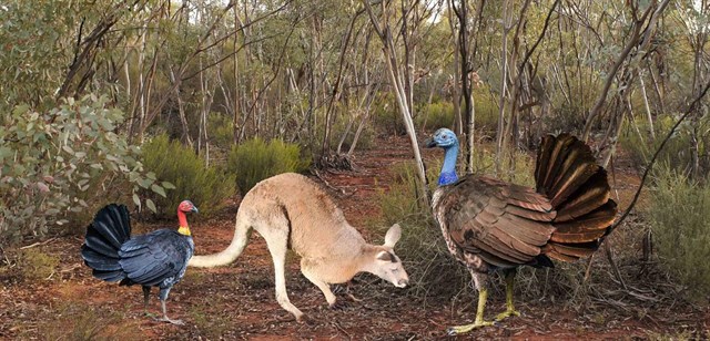 Un pavo volador del tamaño de un canguro vivió en Australia