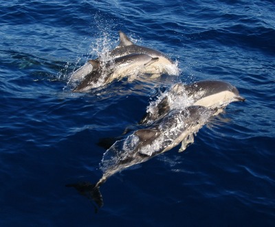 Andalucía con la declaración de Zepim del corredor migratorio de cetáceos