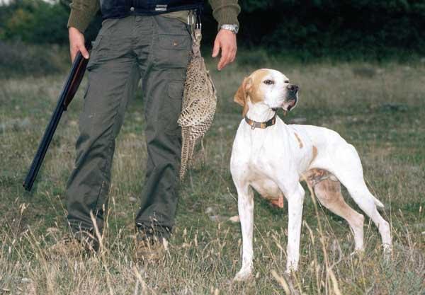 Los perros a merced de los cazadores