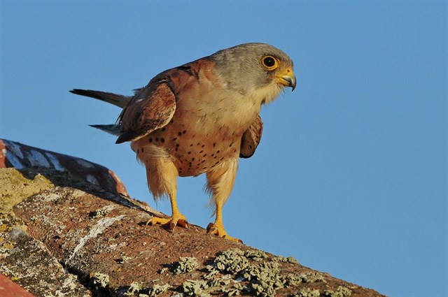 Extremadura recibe 2