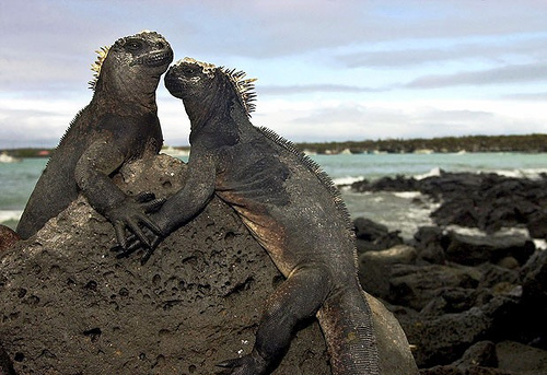 Crean el primer mapa que analiza los patrones de biodiversidad marina