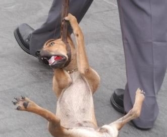 Iniciativa de Libera ofrece incentivos de 2.500 euros por denunciar casos de maltrato animal