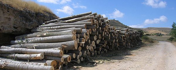 Expertos en biotecnología forestal se reúnen en Vitoria para debatir sobre producción de especies leñosas