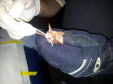 Murciélagos y la transmisión de la rabia