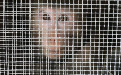 United Airlines se niega a transportar monos para laboratorios de ciencia