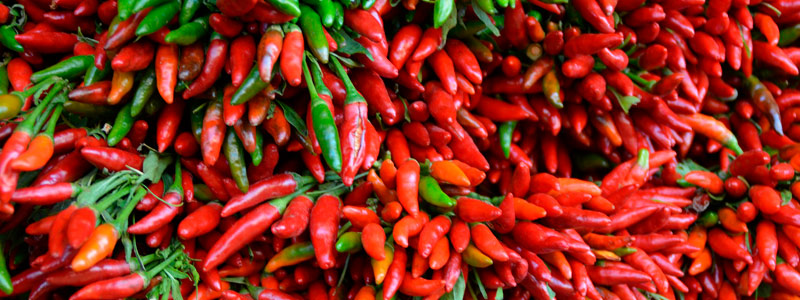 Secuencian genomas de bacterias para biocontrol en cultivos