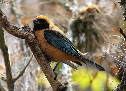 Nueva tangara descubierta en Colombia