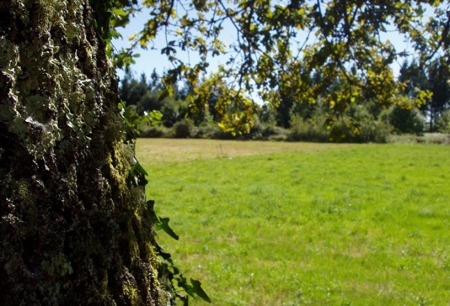 España contará en breve con una Estrategia Estatal de Infraestructura Verde