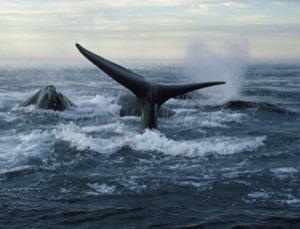 La primera evidencia de que el ruido estresa a las ballenas