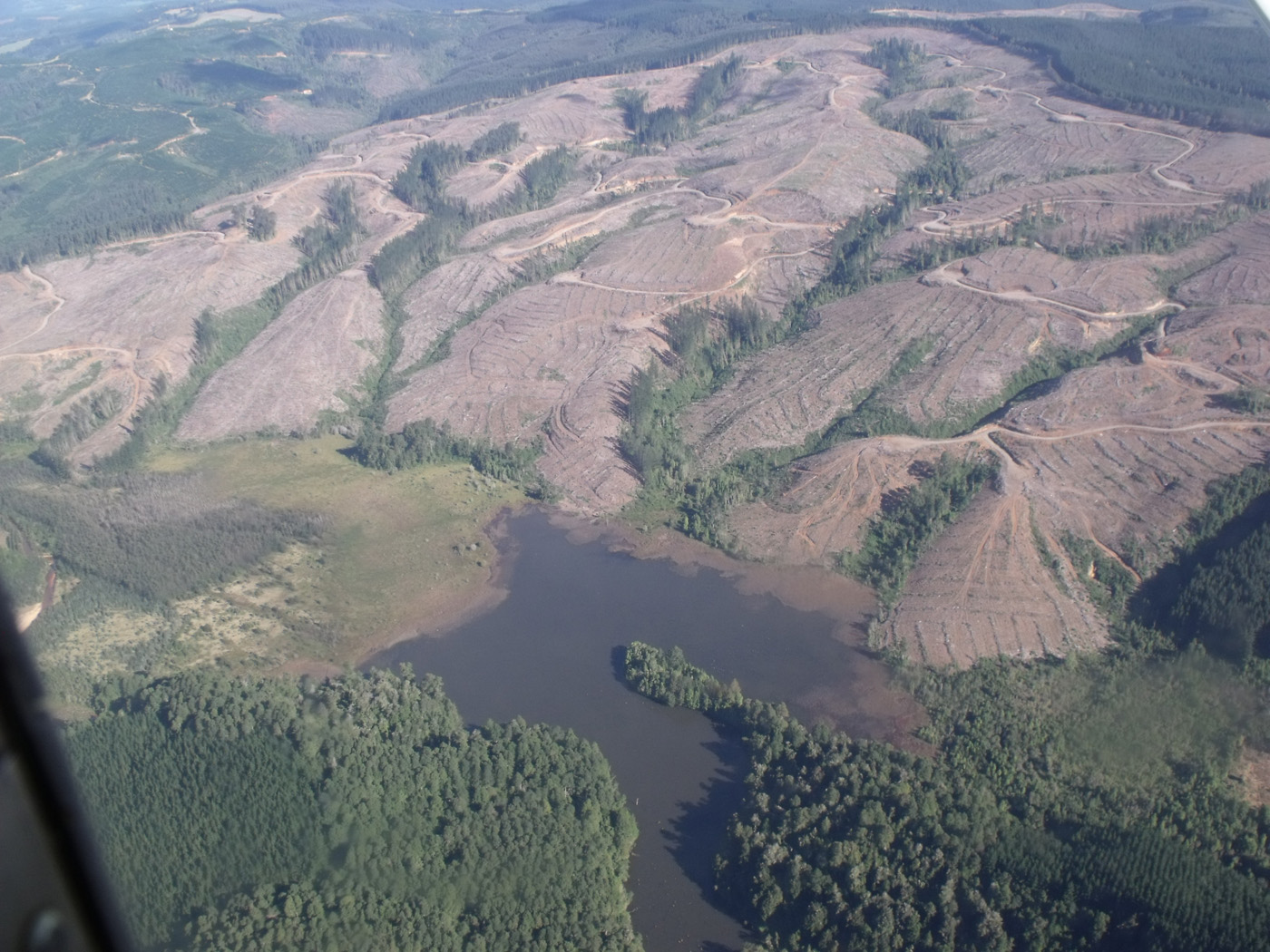 La superficie y calidad del bosque nativo disminuyó en Chile