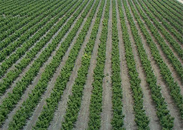 Las heladas provocan cuantiosas pérdidas en los cultivos de cítricos y subtropicales del Campo de Gibraltar