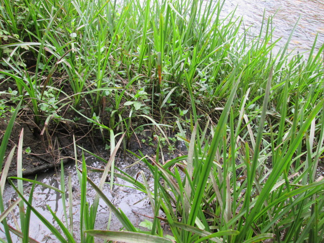 Asturias. Otra sanción al Ayuntamiento de San Martín por vertidos