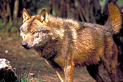 Quieres ser un experto en mamíferos y su hábitat