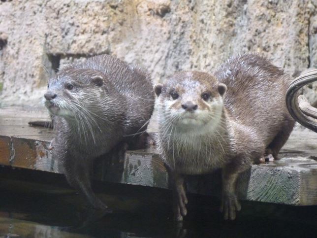 El Fluviarium de Liérganes aumenta su familia de nutrias