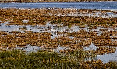 La Lagua de Fuente de Piedra (Málaga) cuenta con más de 8.000 pollos de flamenco este año