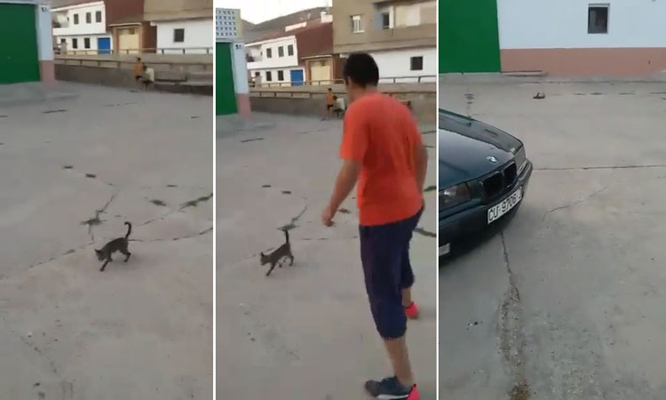 Juegan a fútbol con un gato (Vea VIDEO)