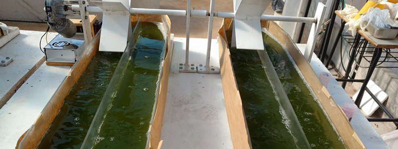 Algas mexicanas: los biocombustibles del siglo XXI