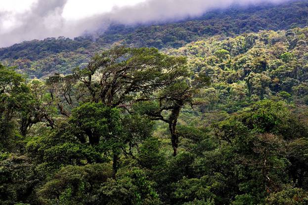 Gestión de Recursos Forestales