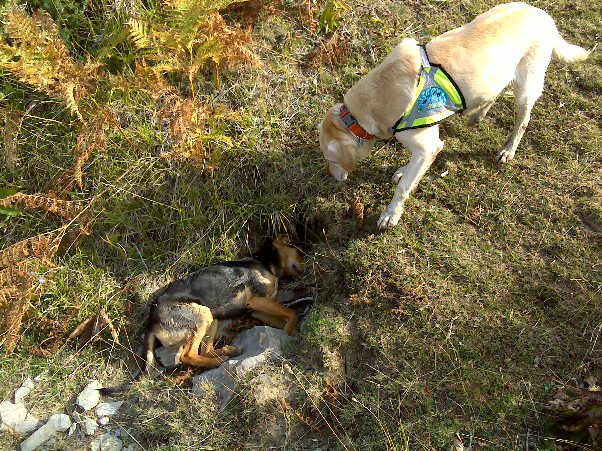 El ayuntamiento de Ronda y la Fundación Gypaetus unen esfuerzos frente al uso ilegal de cebos envenenados en el término municipal de Ronda