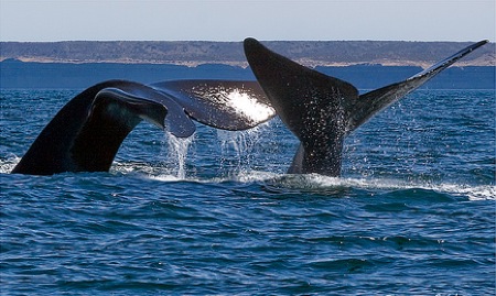 Mas avances sobre los estudios científicos desde Península Valdés