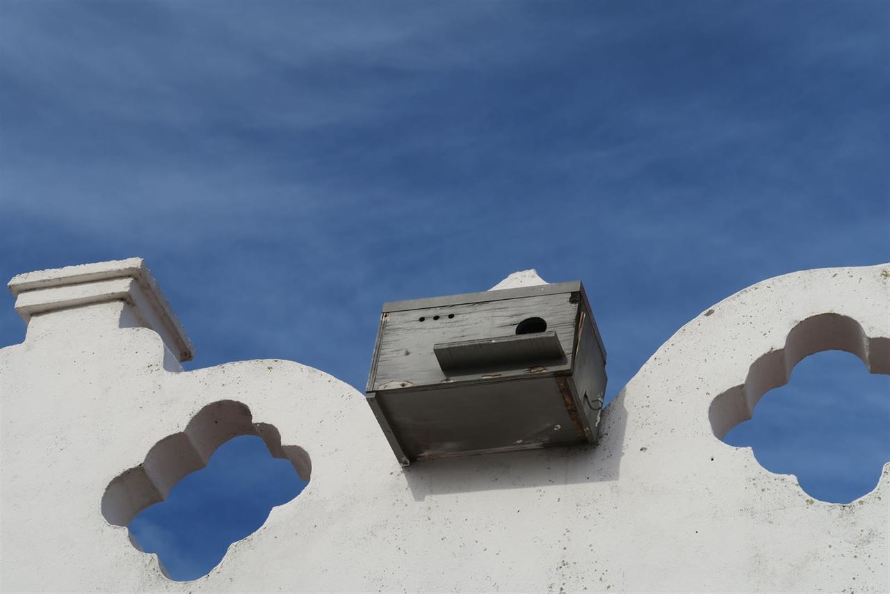 Casares (Málaga) recupera la población del cernícalo primilla