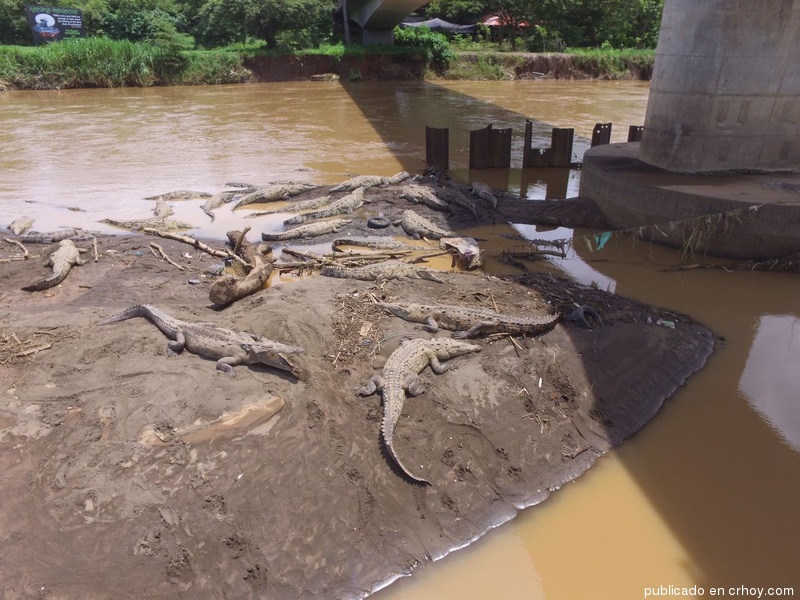 Costa Rica. Una ‘guerra’ por los cocodrilos en Tárcoles