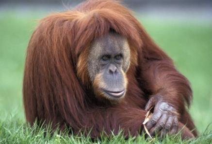 Descifran el genoma del orangután