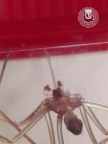 Capturan una peligrosa araña en una vivienda de Puente de Vallecas