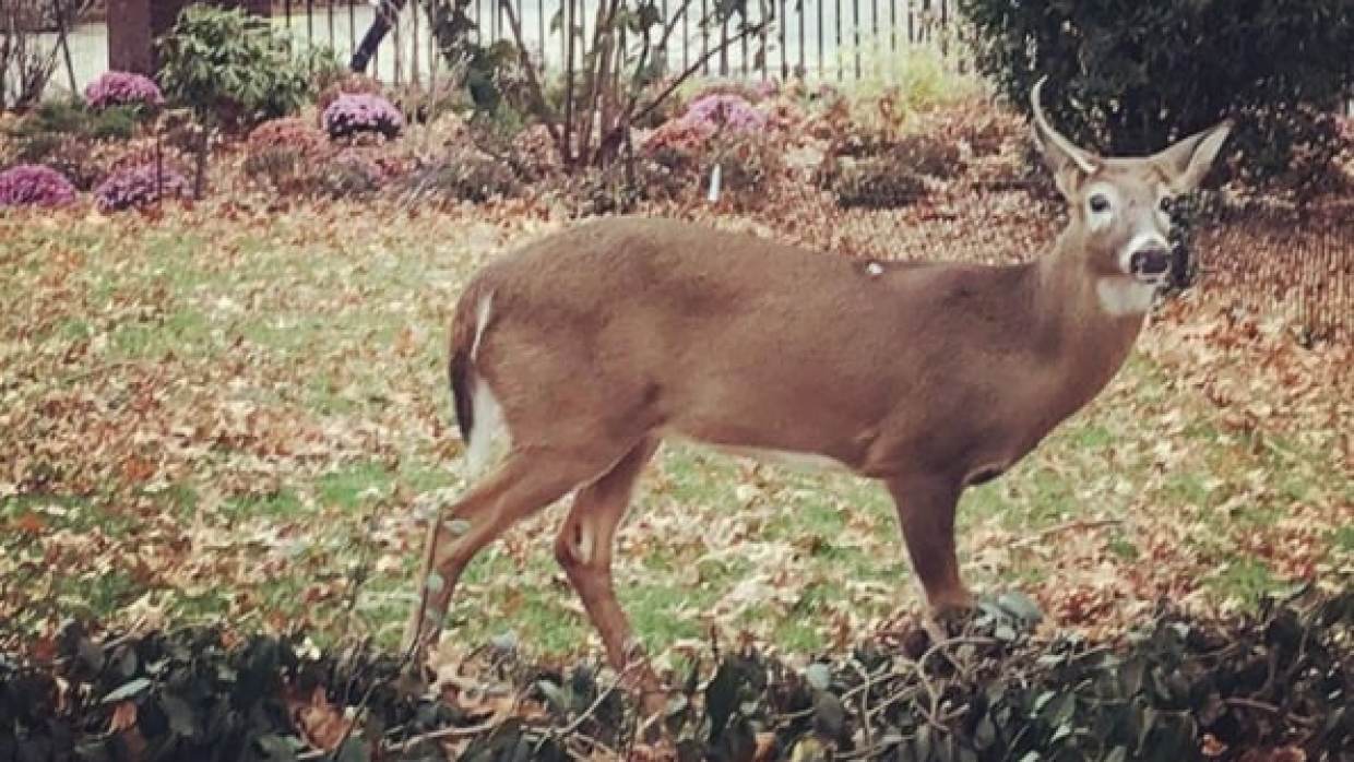El venado de Manhattan muere por estrés