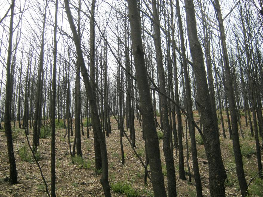 Un año después del fuego del Alt Empordà