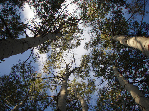 Las sequías ‘mortales’ para los bosques