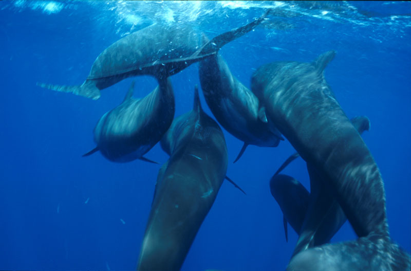 La protección de los tesoros del mar