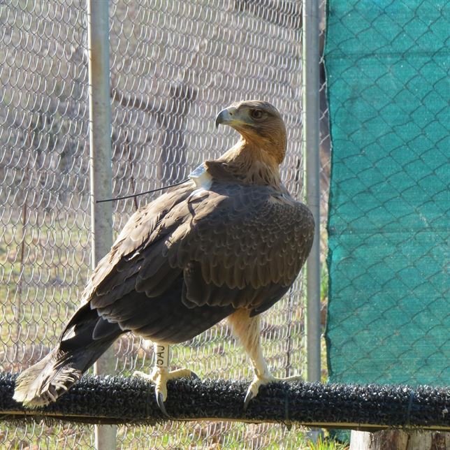 Mallorca libera un ejemplar de águila de Bonelli