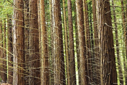 Comercio de madera de origen ilegal en la UE