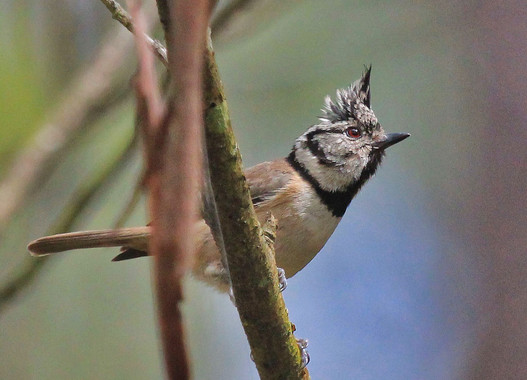 Las aves prefieren vivir en los pinares naturales antes que en los reforestados