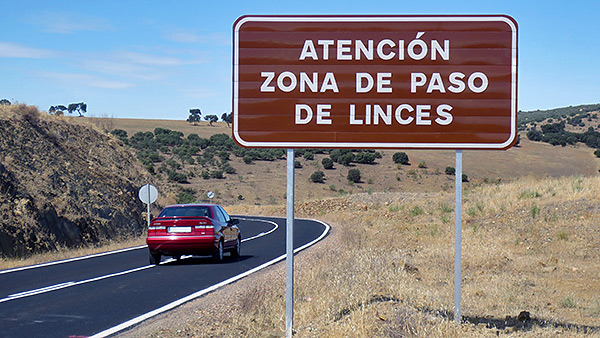 Andalucía invierte un millón de euros en las carreteras andaluzas para reducir el riesgo de atropello del lince ibérico