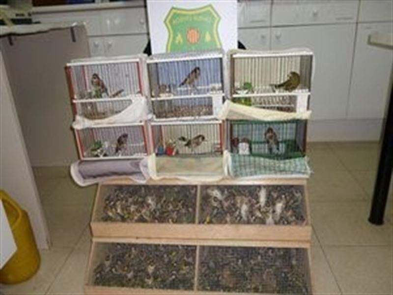 Incautan más de 200 fringílidos a un traficante de aves en Sant Cugat del Vallès