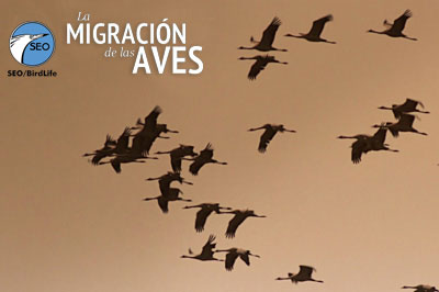 www.migraciondeaves.org recoge datos de 100 ejemplares de aves marcadas