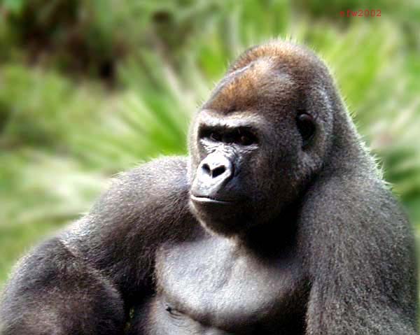 Los gorilas de montaña se recuperan en Virunga