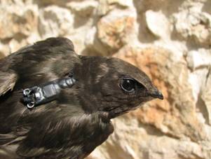 Donde están nuestros vencejos en invierno