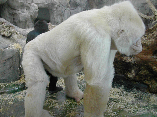 Una hija de Copito de Nieve cría como si viviera en libertad por primera vez en España